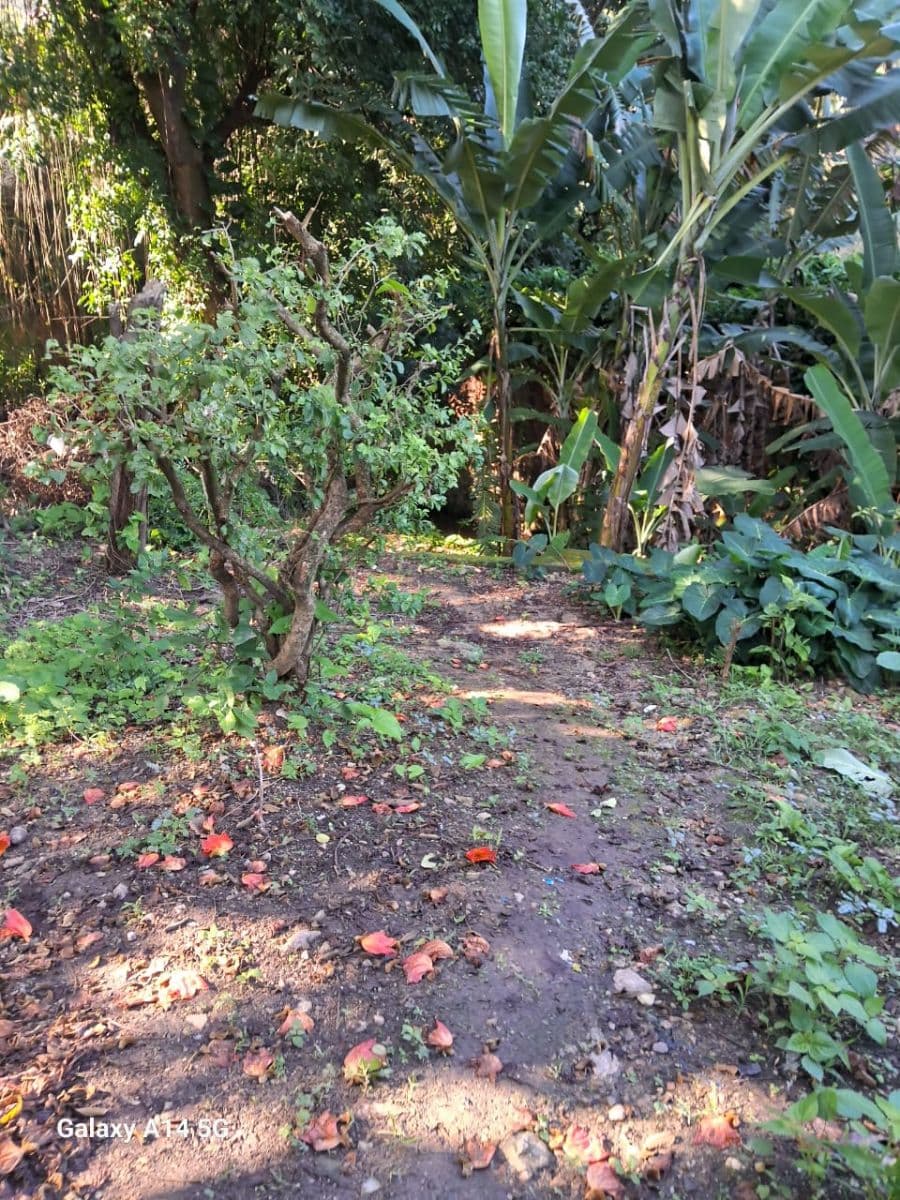 Terreno bucólico , com nascente na descida da Serra - 650 m2 - Foto 1